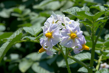 薄紫色のジャガイモの花