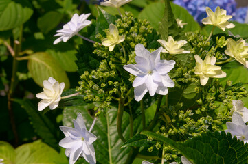 白と淡黄色のﾊﾅﾋﾞ・ｶﾞｸｱｼﾞｻｲの花