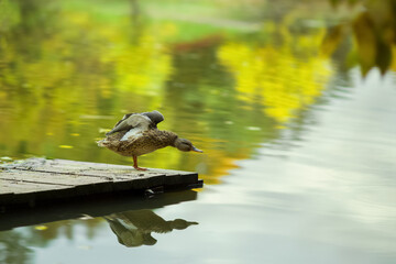 Duck pond in the autumn. Toned image, blurred background
