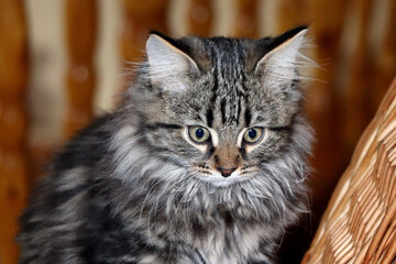 Fluffy tabby kitten. Cute kitten. Striped kitten. Small grey cat