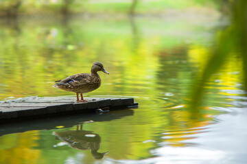 Duck pond in the autumn. Toned image, blurred background