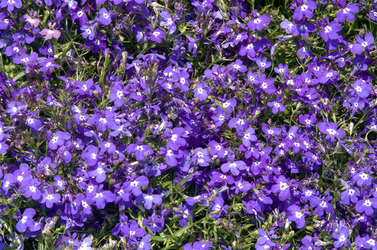 赤紫色 Stock Photos And Royalty Free Images Vectors And Illustrations Adobe Stock