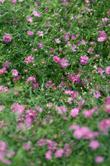 赤いカスミソウの花たち