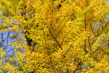 Obraz premium Autumn Gingko Biloba tree, autumn yellow ginkgo leaves