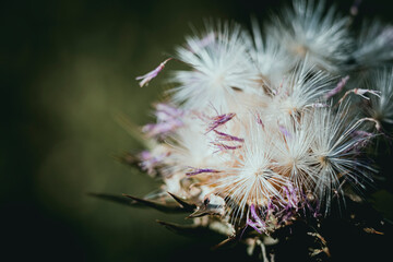 Dent de lion ou dandelion - Plante légère dans le jardin - Arrière plan floral
