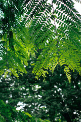 green fern leaves in the forest