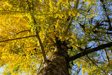 Fototapeta premium Autumn Gingko Biloba tree, autumn yellow ginkgo leaves