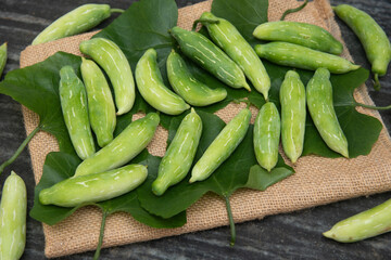 Raw Kovakkai or uncooked ivy gourd, Many fresh Tindora vegetable  an Indian, food crop used for making side dish for items like chapati and roti. Tendli Kundroo sabzi.

