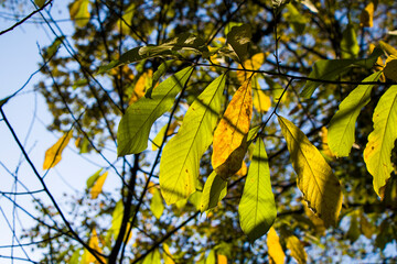 Autumn leaves background, sunlight and bright, colorful leaves