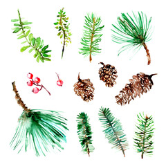 Hand drawn watercolor forest nature pine and fir tree branches, cones, berries