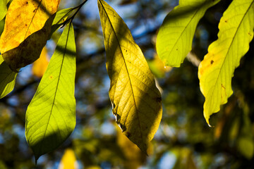 Autumn leaves background, sunlight and bright, colorful leaves
