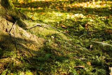Fototapeta premium Autumnd and fall leaf on the land in park