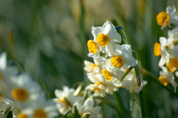 爪木崎の水仙群生地花アップ