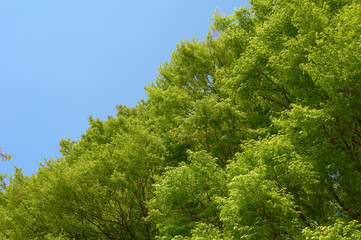 新緑の木々と青空