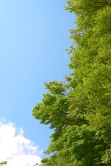新緑の木々と青空に白い雲