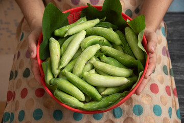 Raw Kovakkai , fresh ivy gourd, Woman holding basket full of Tindora vegetable harvest of Indian, food crop used for making side dish for items chapati , roti Kerala India. Tendli Kundroo sabzi.


