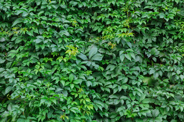 Wild grapes overgrown as background texture