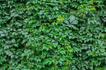 Obraz premium Wild grapes overgrown as background texture