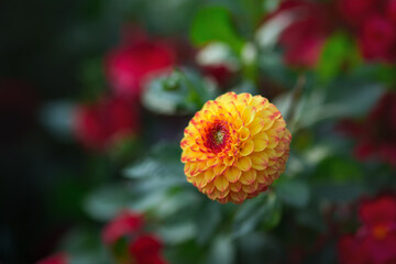 Beautiful blooming yellow round dahlia. Selective focus, shallow depth of field, blurred dark background.