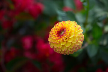 Beautiful blooming yellow round dahlia. Selective focus, shallow depth of field, blurred dark background.