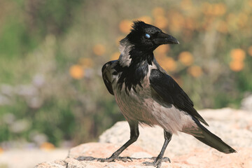 scaring crow looking at camera with white eye