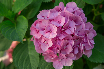 Flowering pink hydrangea. Selective focus