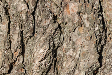 The surface of the bark of a pine tree covered with moss.