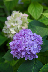 Flowering white and purple hydrangea. Selective focus