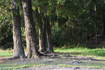 trees in the forest