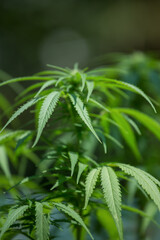Marijuana, hemp grows. Selective focus blurred background.