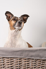 Brown and white older Jack Russell Terrier. In a basket on a white background, half body