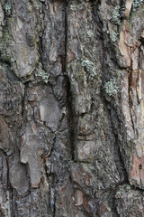 Fototapeta premium bark of a tree