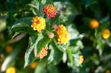 オレンジ色のランタナの花