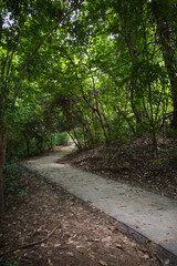 Cement walkway lay down on the floor of forest