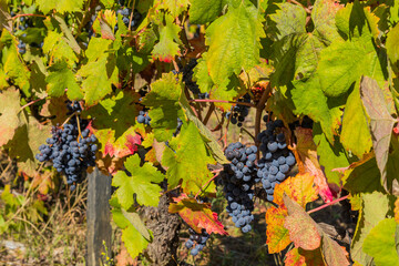 Grapes from Douro valley