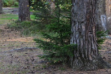 Obraz premium tree in the forest