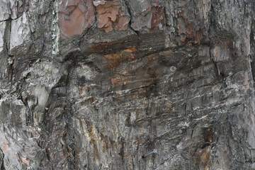 wood texture