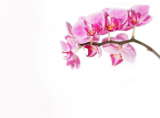 Naklejka na ściany i meble Orchidee pink