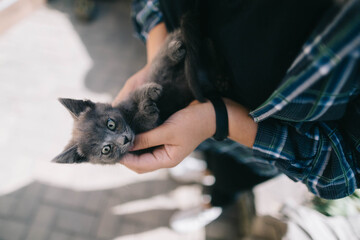 gray kitten in the hands of a girl looking at the camera