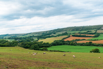 Fototapeta na wymiar Beautiful landmark of Devonshire farmlands, far distance view for trees and fields, mostly man made landscape of british farms and grazing fields for sheeps