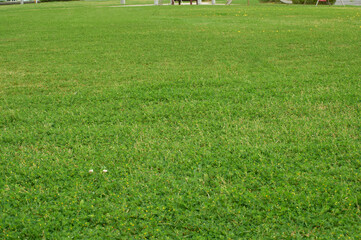 公園の綺麗な芝生
