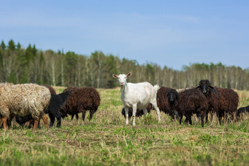 A white goat and a herd of sheep in a pasture in the spring.