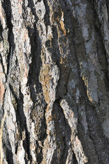 bark of a tree