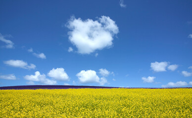 黄色い花咲く丘と雲