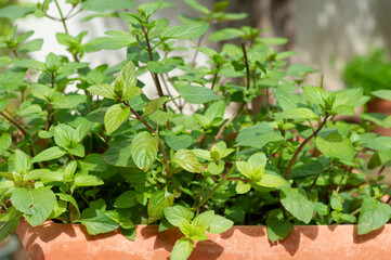 Menta, plantas aromáticas en maceta