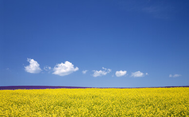 黄色い花咲く丘と雲