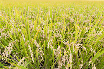 収穫まじかの田んぼの稲穂