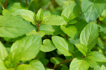 Menta, plantas aromáticas en maceta