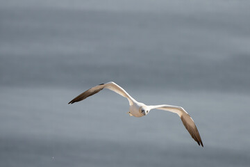 Fototapeta na wymiar A single white and yellow gannet flies through the sky, blue, gray sea in background
