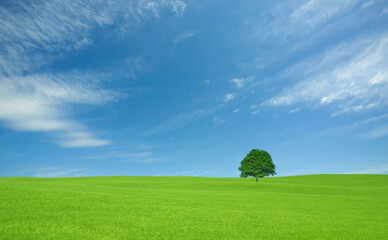 草原の一本木と雲